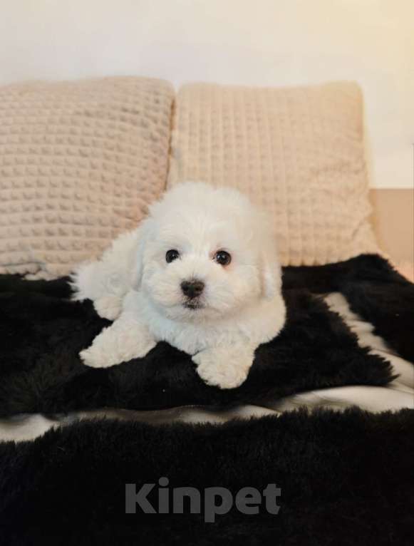 Собаки в Москве: Бишон фризе мини мальчик Мальчик, 55 000 руб. - фото 4