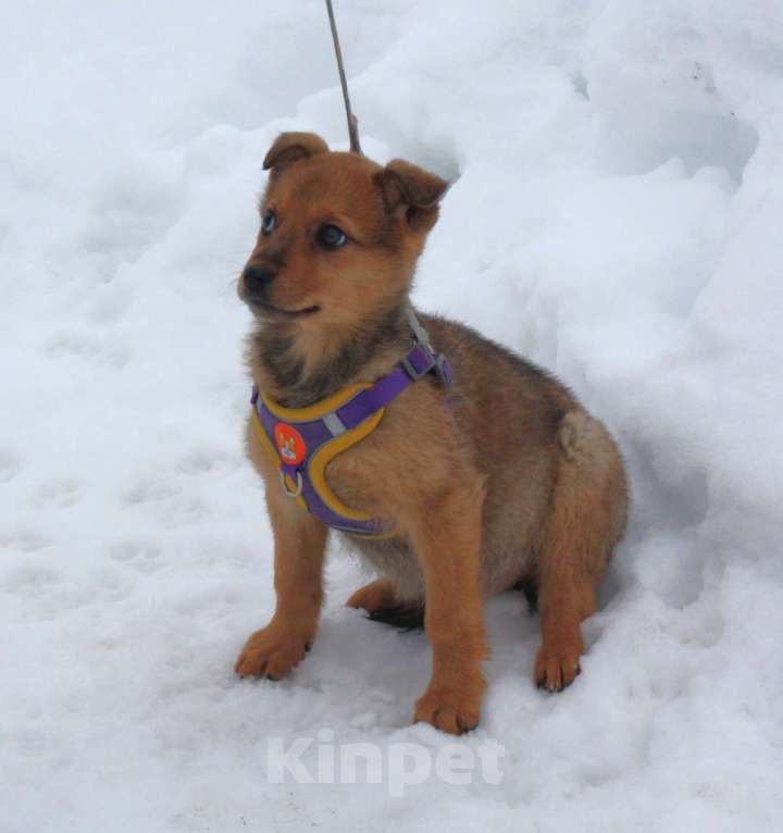 Собаки в Москве: Малышка Лиска ищет свою любимую семью ! Девочка, Бесплатно - фото 5