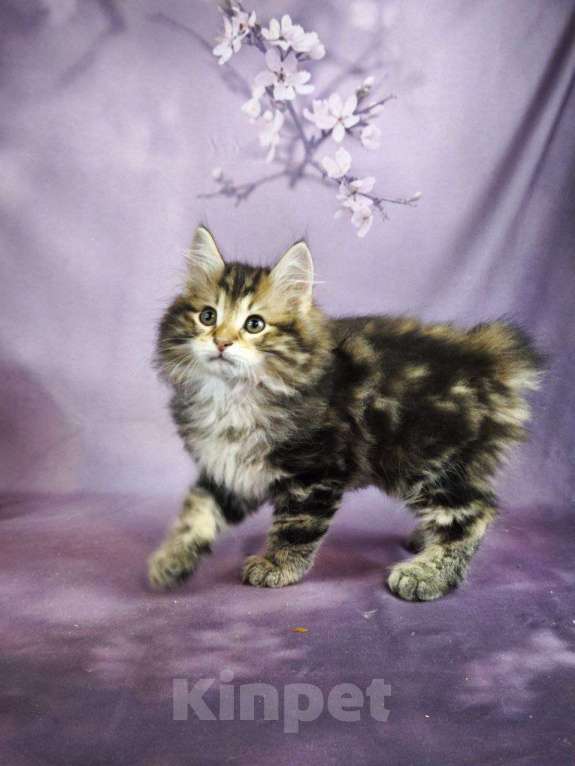 Кошки в Егорьевске: Котята курильского бобтейла Мальчик, Бесплатно - фото 3