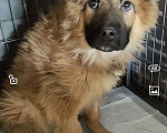 Собаки в Лосином-Петровском: Елизар якутенок из ппбж Мальчик, Бесплатно - фото 2