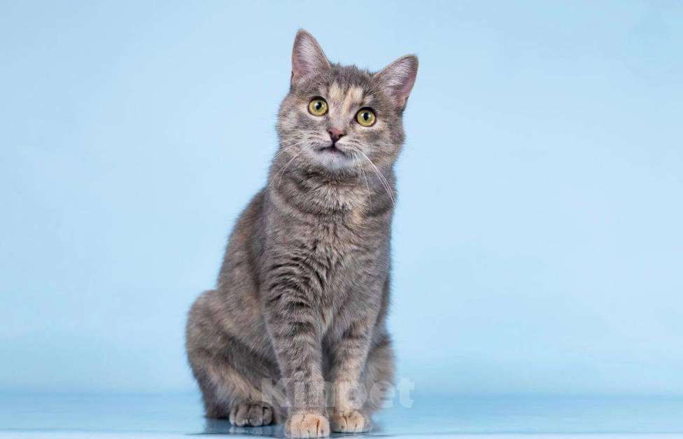 Кошки в Москве: Кошечка Руна ищет доброе сердце. Девочка, Бесплатно - фото 5