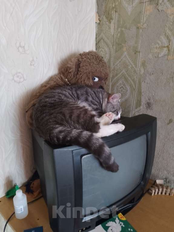 Кошки в Лыткарино: Кот мурзик Мальчик, Бесплатно - фото 1