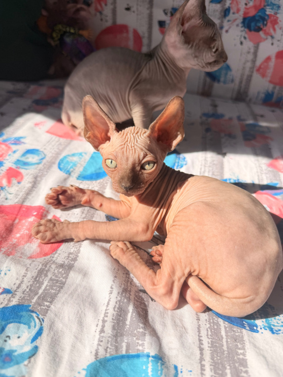 Кошки в Ульяновске: Продам котенка Мальчик, Бесплатно - фото 1