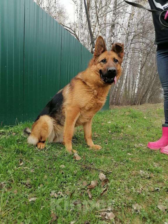 Собаки в Москве: Овчарка Акулина в дар Девочка, Бесплатно - фото 4