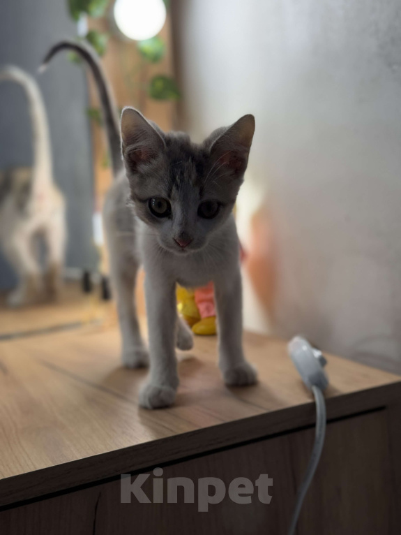 Кошки в Новочеркасске: Трёхцветный котёнок от родителей крысоловов Девочка, 100 руб. - фото 2