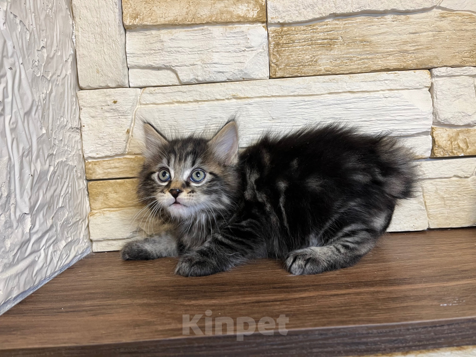 Кошки в Волгограде: Котик курильский бобтейл Мальчик, 40 000 руб. - фото 4