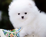 Собаки в Видном: Померанский шпиц белого окраса Мальчик, 100 000 руб. - фото 3