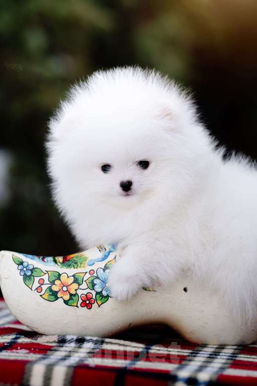 Собаки в Видном: Померанский шпиц белого окраса Мальчик, 100 000 руб. - фото 3