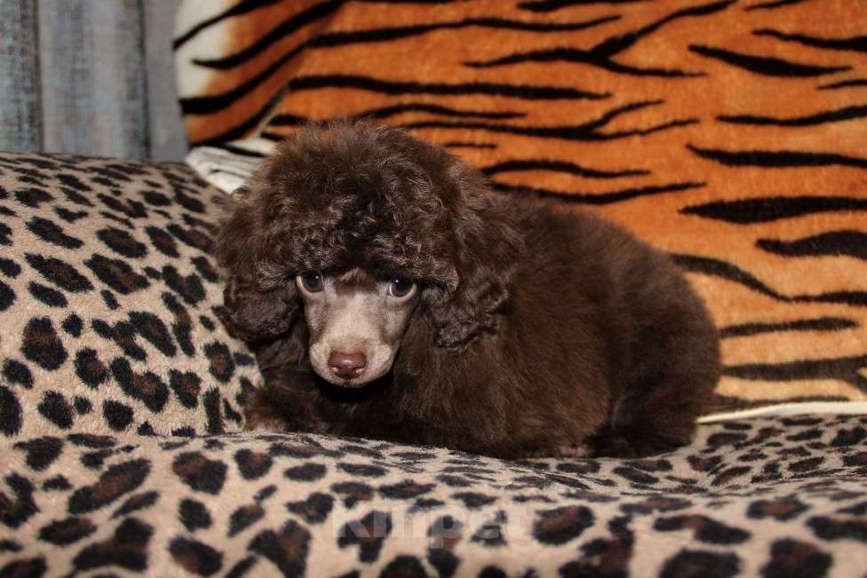 Собаки в Санкт-Петербурге: Той-пудель шоколадный мальчик СПб Мальчик, 60 000 руб. - фото 4