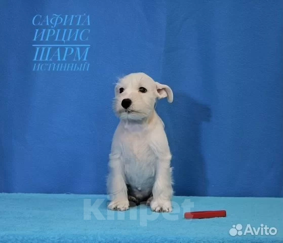 Собаки в Омске: Щенки цвергшнауцера Мальчик, Бесплатно - фото 3