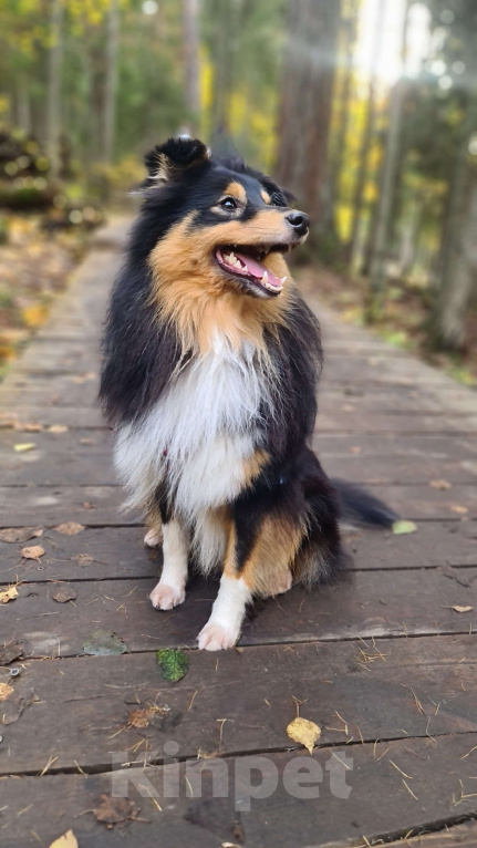 Собаки в Санкт-Петербурге: Вязка шелти Мальчик, 10 000 руб. - фото 2