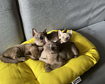 Кошки в Москве: Бурманские котики Мальчик, 35 000 руб. - фото 3