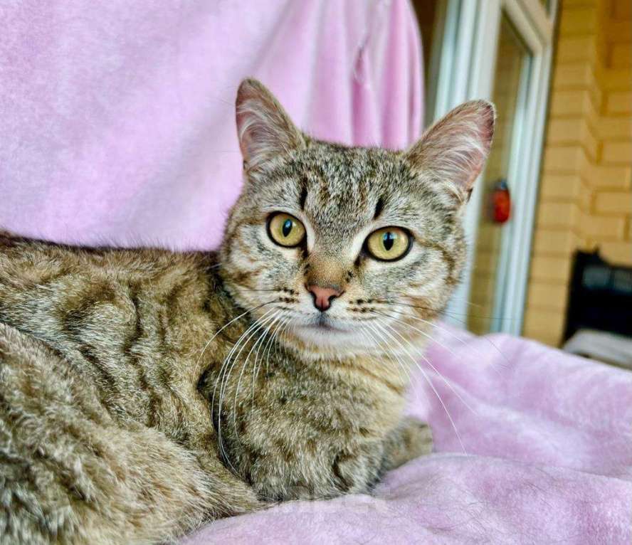 Кошки в Москве: Хома - кот, который делает погоду в доме! В добрые руки Мальчик, Бесплатно - фото 1