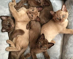 Кошки в Москве: Бурма котята Девочка, Бесплатно - фото 1