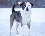 Собаки в Москве: Добрый, статный красавчик с невероятными глазами в добрые руки Мальчик, Бесплатно - фото 8