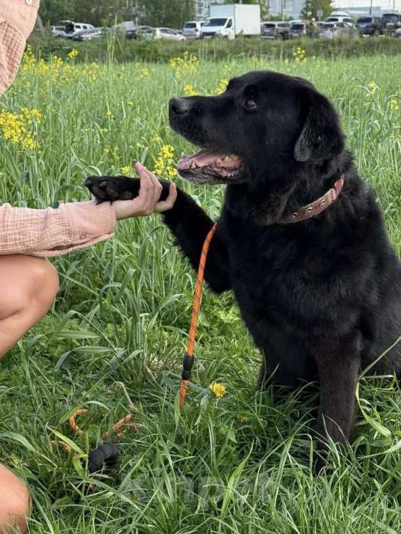 Собаки в Лобне: Лабрадор Рей ищет дом Мальчик, Бесплатно - фото 4