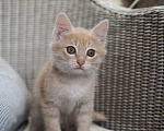 Кошки в Видном: Котенок карамелька 2,5 месяца ищет дом Девочка, Бесплатно - фото 7