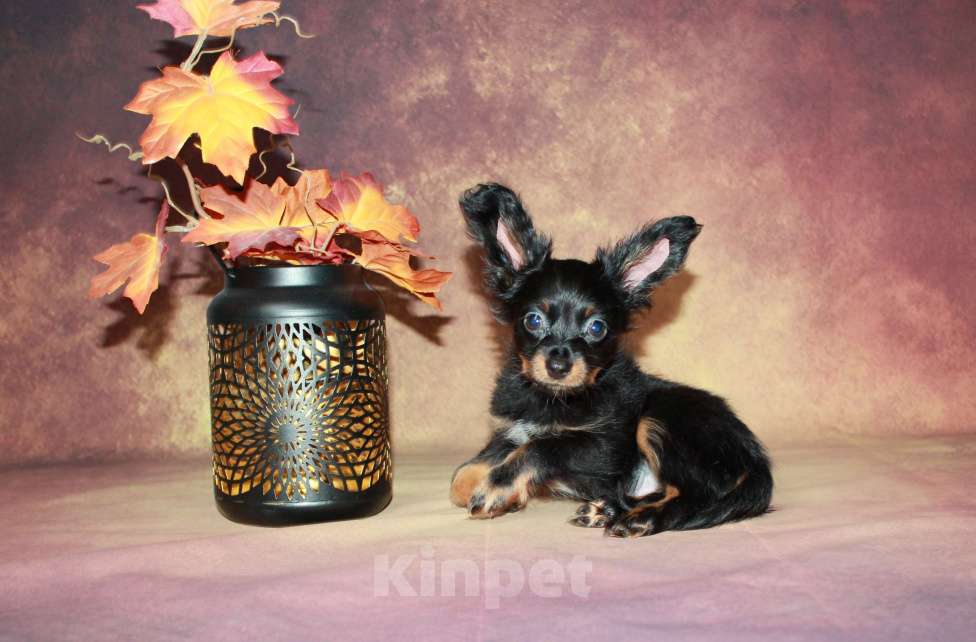 Собаки в Москве: Мальчик длинношерстный 2 месяца.  Мальчик, 40 000 руб. - фото 3