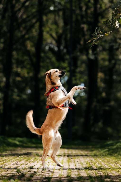 Собаки в Москве: Лайма - концентрат любви и нежности, ищет дом! Девочка, Бесплатно - фото 4