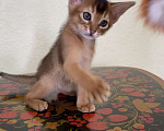 Кошки в Волгограде: Абиссинские котята  Девочка, 25 000 руб. - фото 5