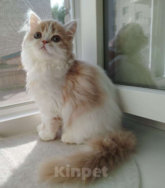 Кошки в Валдае: Кошечка- принцесса из помета победителя выставки Девочка, 30 000 руб. - фото 1