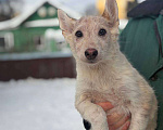 Собаки в других городах Московской области: Щенки в добрые руки Разнополые, Бесплатно - фото 4