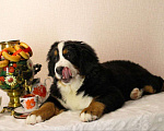 Собаки в Новосибирске: Щенки бернского зенненхунда Девочка, 150 000 руб. - фото 2