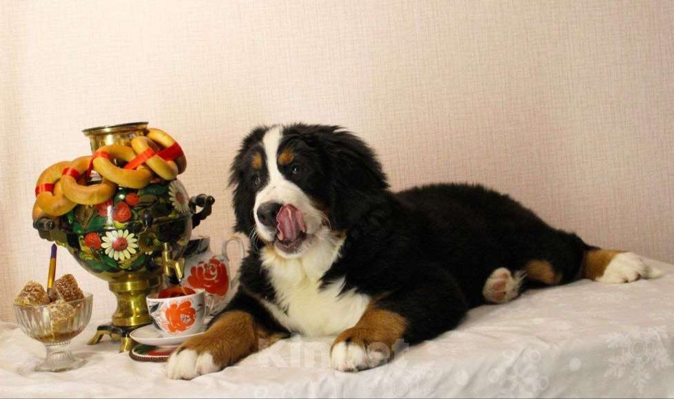 Собаки в Новосибирске: Щенки бернского зенненхунда Девочка, 150 000 руб. - фото 2