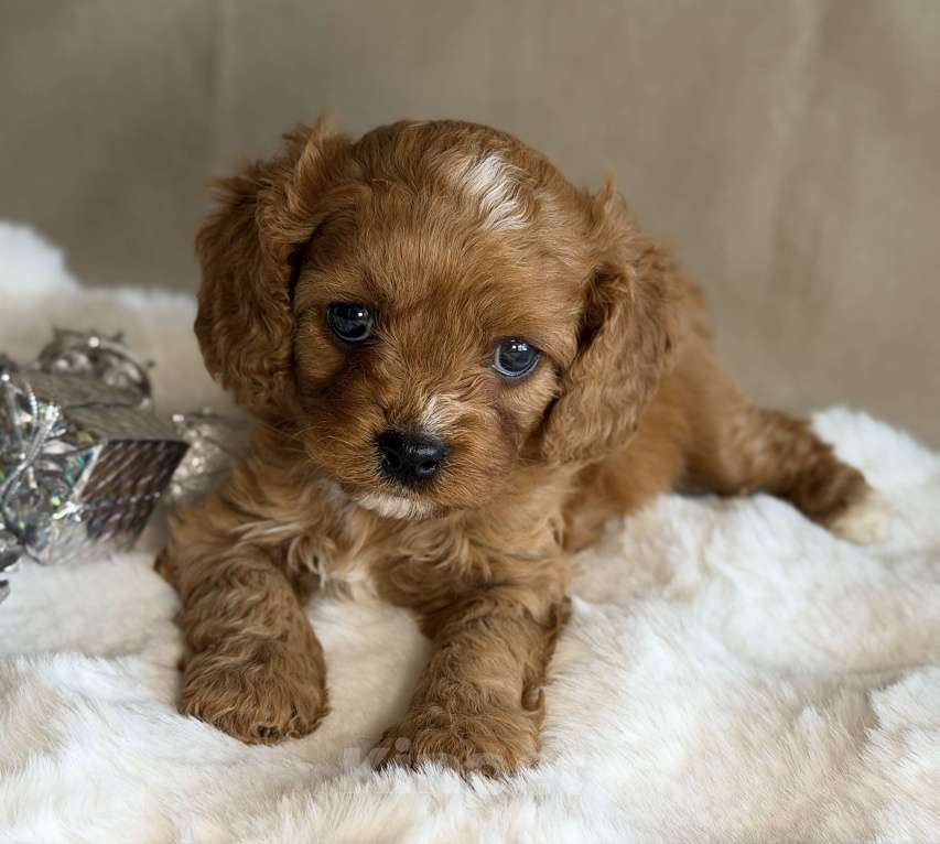 Собаки в Москве: Девочка Кавапу Девочка, 70 000 руб. - фото 3