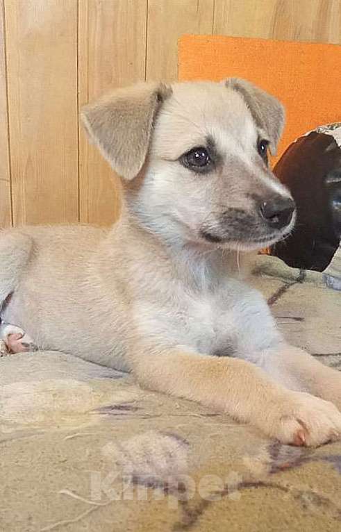 Собаки в Москве: Маленькое облачко Бэлла, ласковый щеночек в добрые руки Девочка, 10 руб. - фото 4