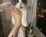 Кошки в Пензе: Котёнок в добрые руки Мальчик, Бесплатно - фото 2