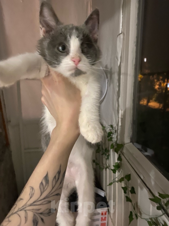 Кошки в Пензе: Котёнок в добрые руки Мальчик, Бесплатно - фото 2