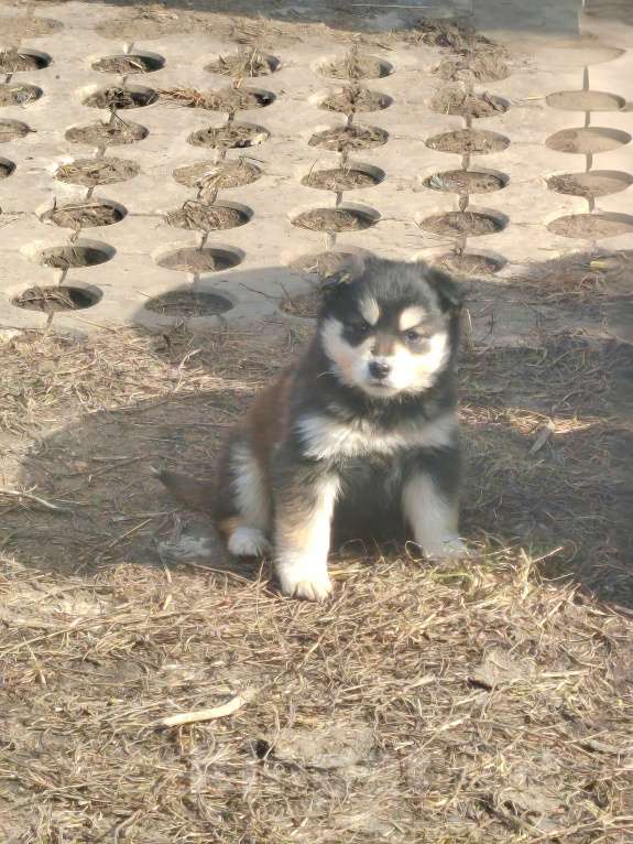 Собаки в Кемерово: Отдам щенков в добрые руки! Девочка, 10 руб. - фото 5