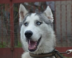 Собаки в Краснодаре: Кобель Хаски Мальчик, 1 руб. - фото 4