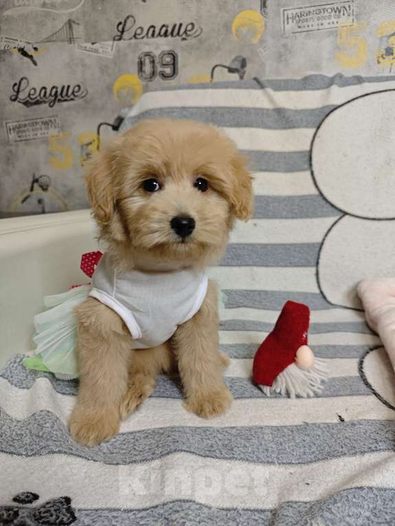 Собаки в Москве: Мальтипу Тедди девочка  Девочка, 85 000 руб. - фото 3