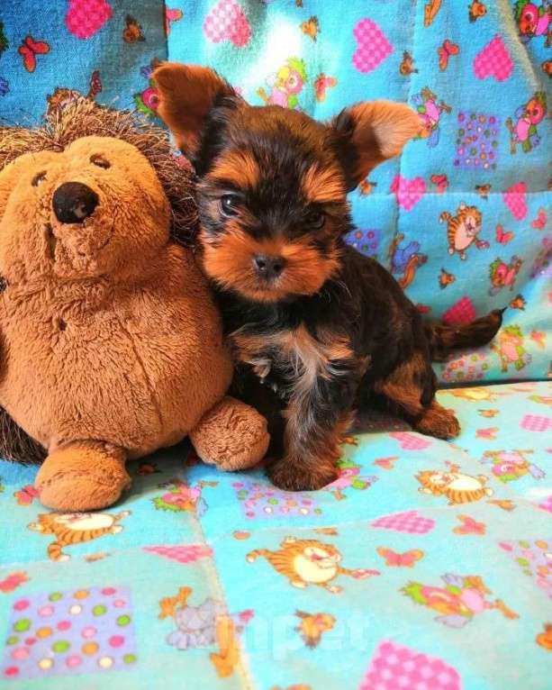 Собаки в Самаре: Щенки йорочки, 1 руб. - фото 6