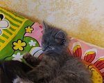 Кошки в Чехове: Отдам котёнка в добрые и надёжные руки Девочка, Бесплатно - фото 5