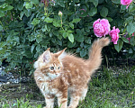 Кошки в других городах Московской области: Котенок Мейн-кун Мальчик, 50 000 руб. - фото 4