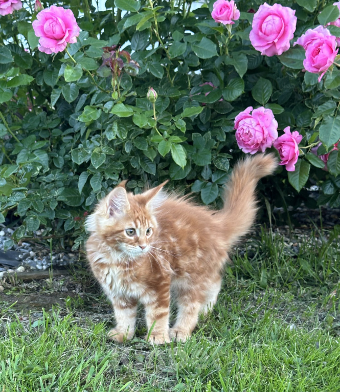 Кошки в других городах Московской области: Котенок Мейн-кун Мальчик, 50 000 руб. - фото 4
