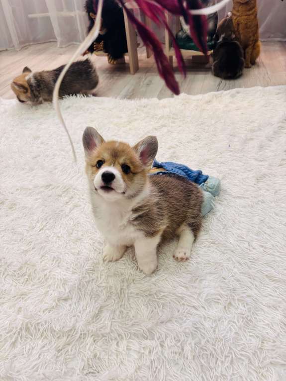 Собаки в Москве: Мальчики коржики Мальчик, 60 000 руб. - фото 5