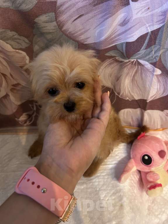Собаки в Москве: Мальтипу микро Мальчик, 65 000 руб. - фото 2