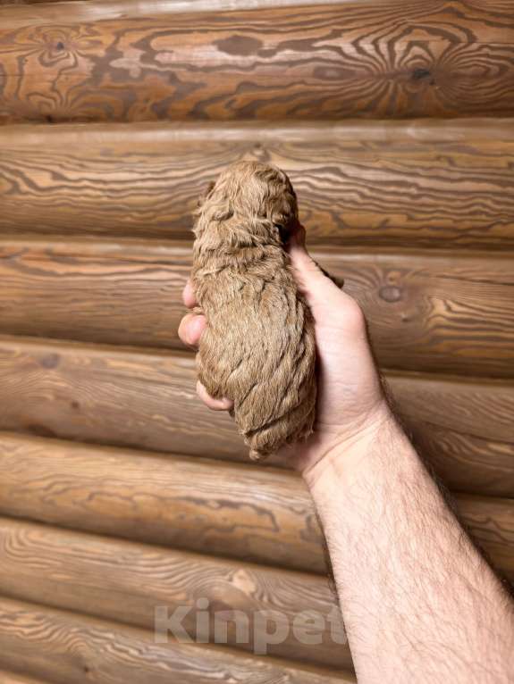 Собаки в Краснодаре: Той пудель щенок Девочка, 65 000 руб. - фото 5