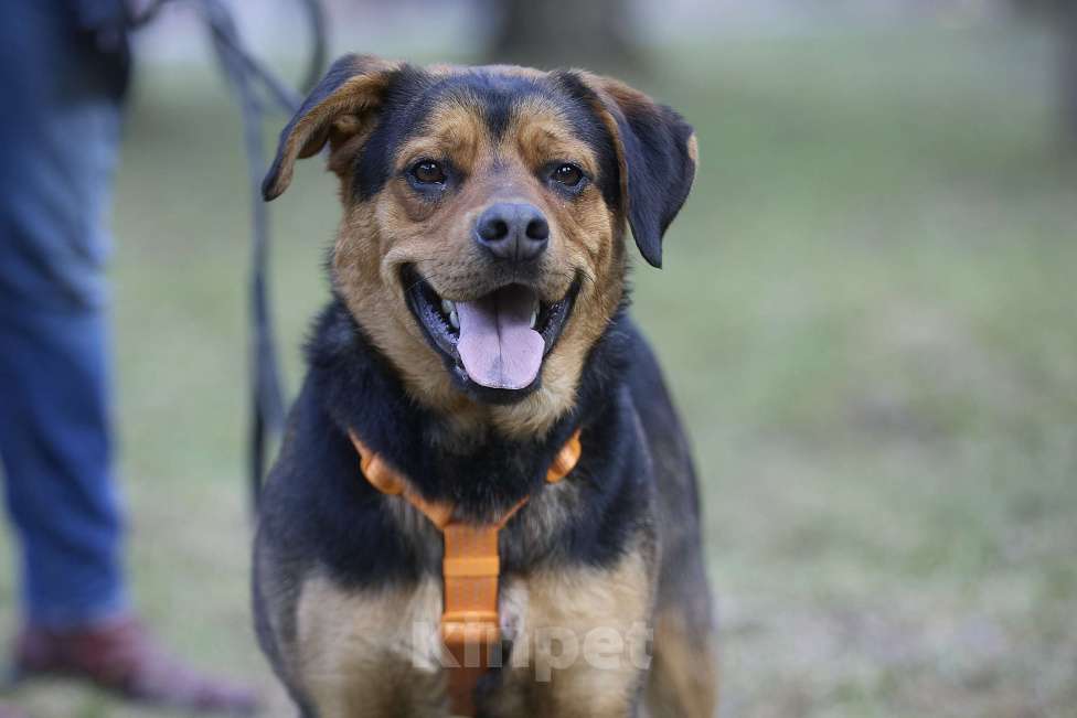 Собаки в Москве: Пёс в добрые руки Мальчик, Бесплатно - фото 7