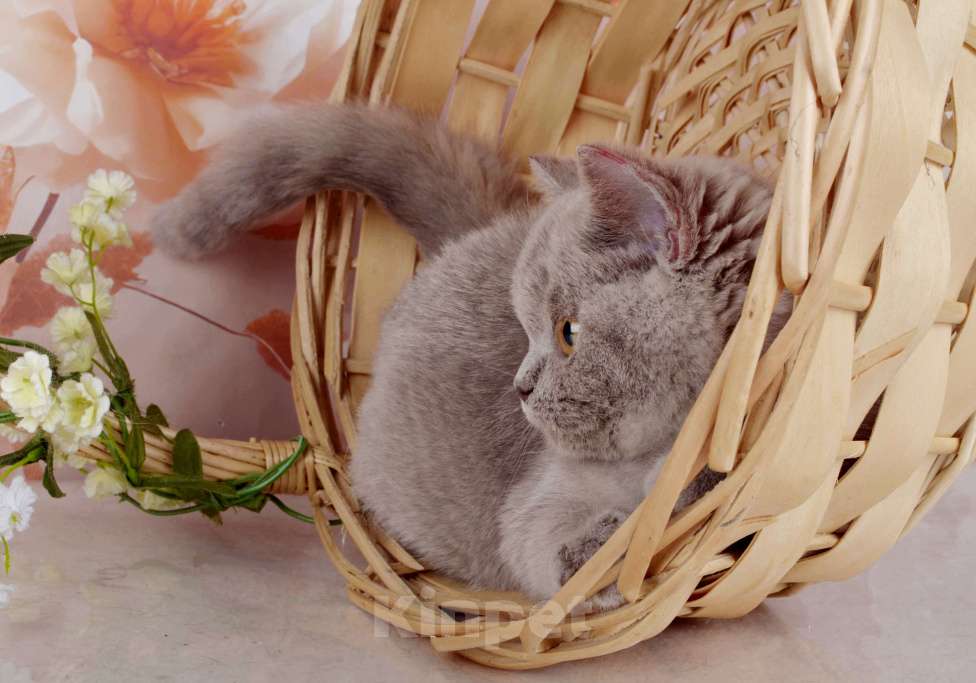 Кошки в Санкт-Петербурге: Британская милашка - сладкая мордашка Девочка, 50 000 руб. - фото 5