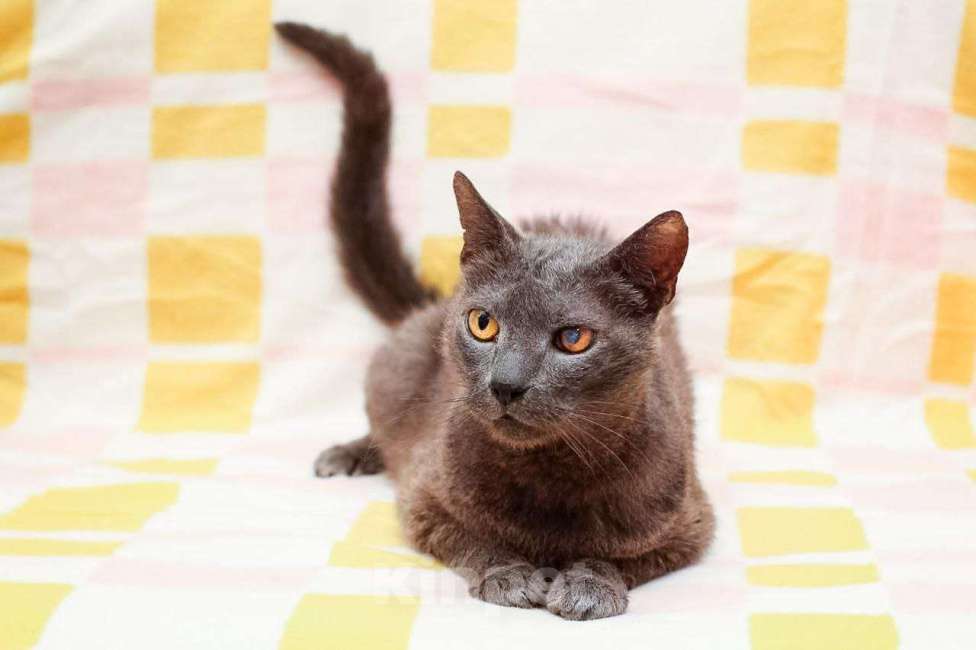 Кошки в Москве: Гера котик Мальчик, Бесплатно - фото 2