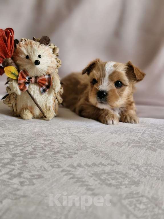 Собаки в Ростове-на-Дону: Голддаст щенки Мальчик, 45 000 руб. - фото 6