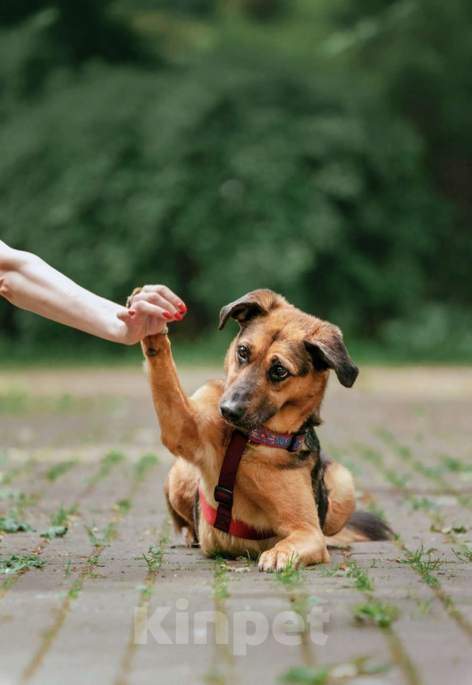 Собаки в Москве: Озорная Холли ищет дом Девочка, Бесплатно - фото 10