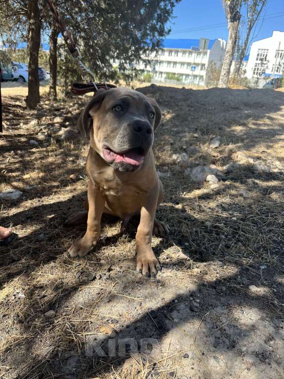 Собаки в Ростове-на-Дону: Щенок Мальчик, Бесплатно - фото 2