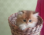 Кошки в Краснодаре: Котята Золотой шиншиллы Мальчик, Бесплатно - фото 1