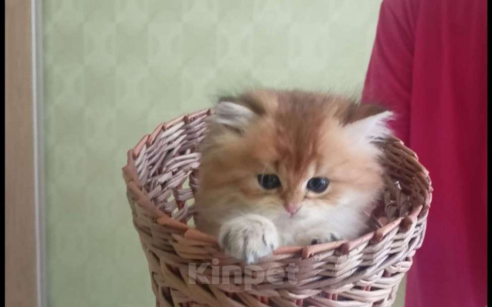 Кошки в Краснодаре: Котята Золотой шиншиллы Мальчик, Бесплатно - фото 1